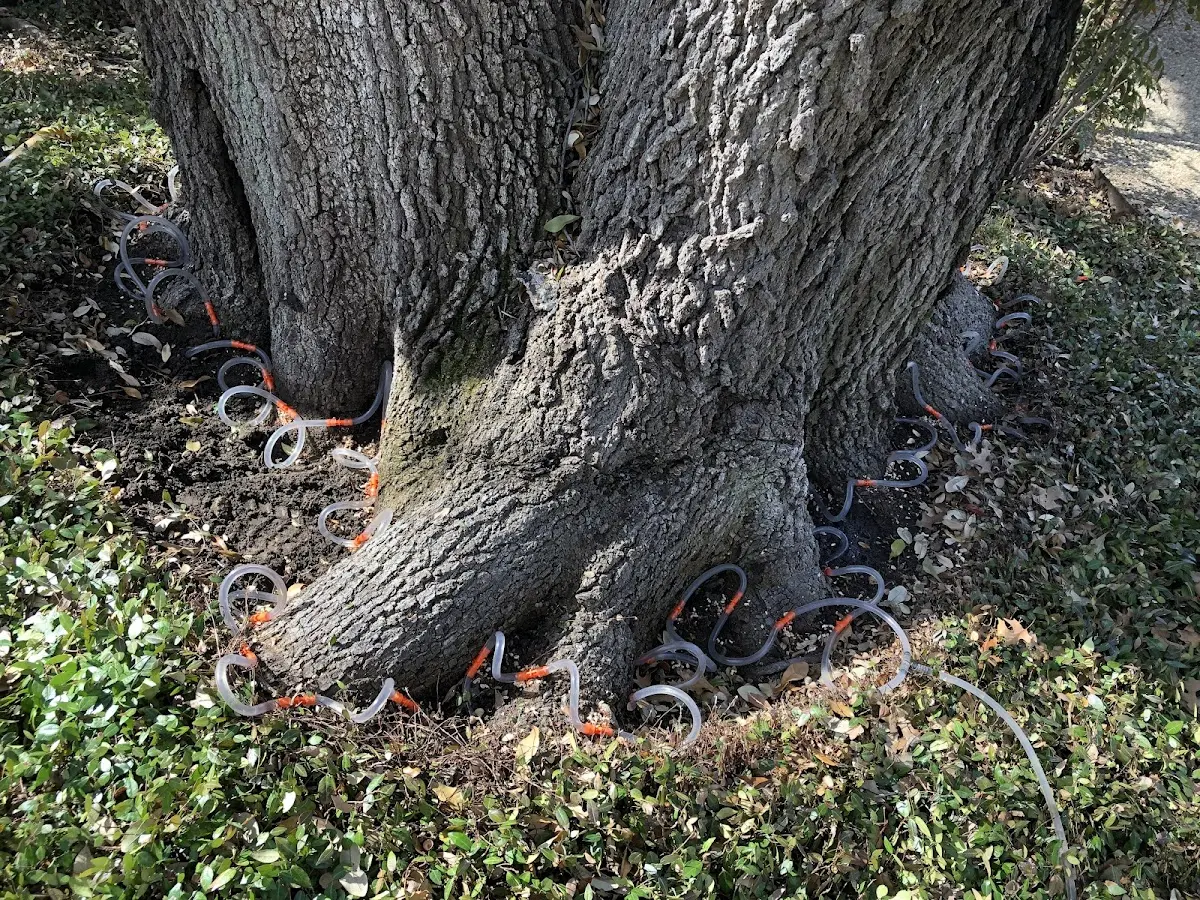 Detailed Tree Cabling and Bracing job site in South Holland