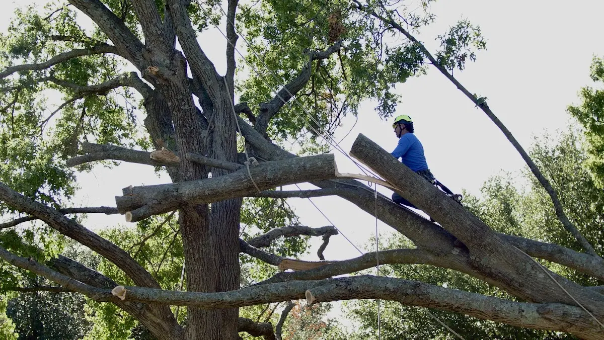 Professional Hazardous Tree Removal performed by certified arborists in South Holland
