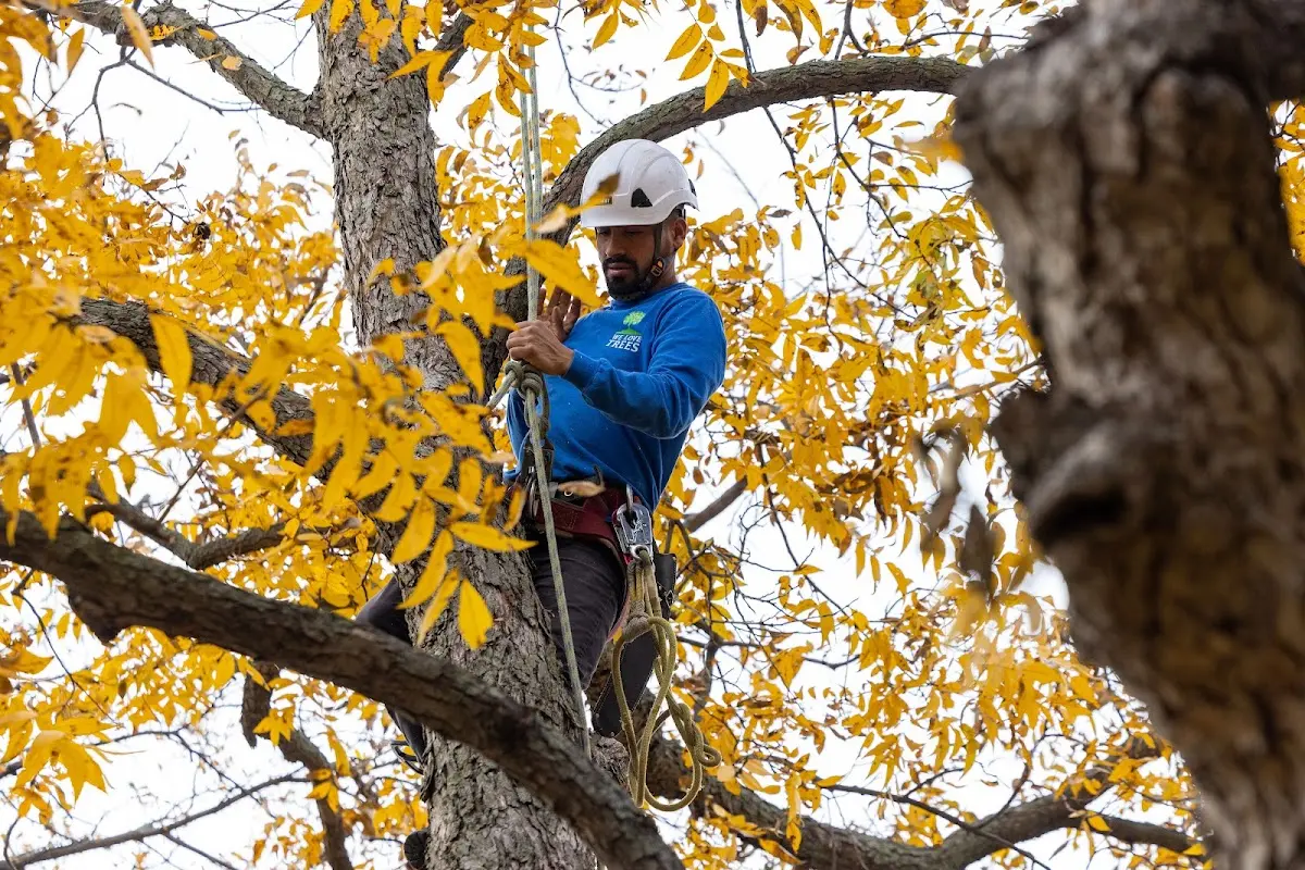 Skilled Tree Pruning crew working in South Holland