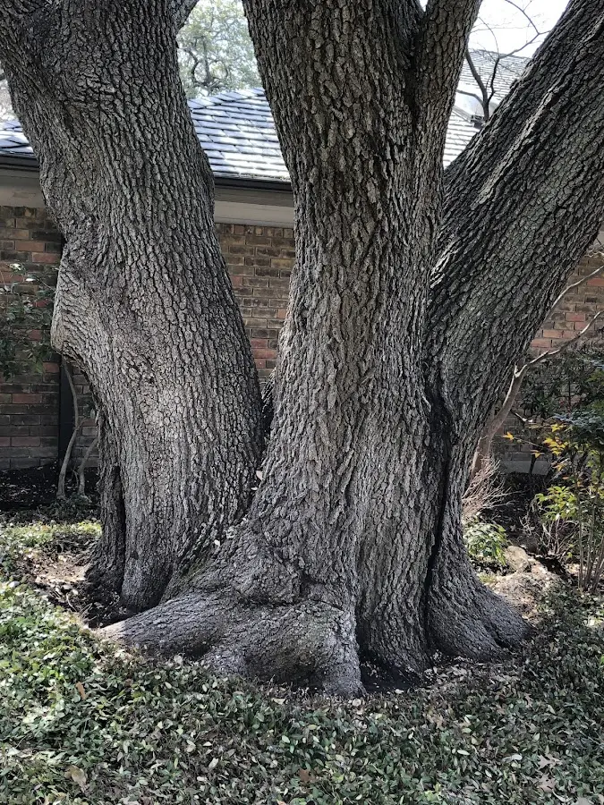 Mature heritage tree close to a South Holland property cared for by certified arborists